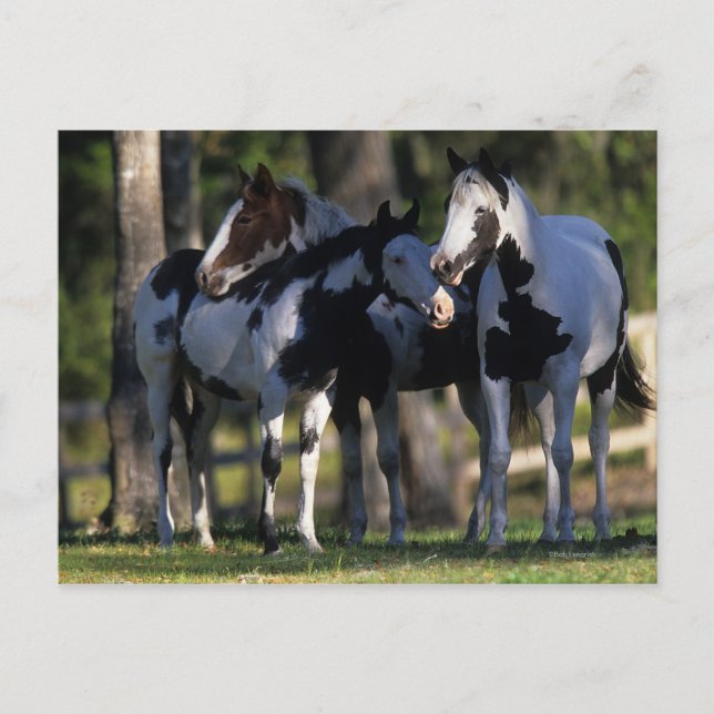 Carte Postale Chevaux de peinture (Devant)