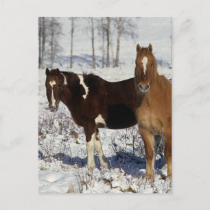 Carte Postale Chevaux de peinture dans la neige