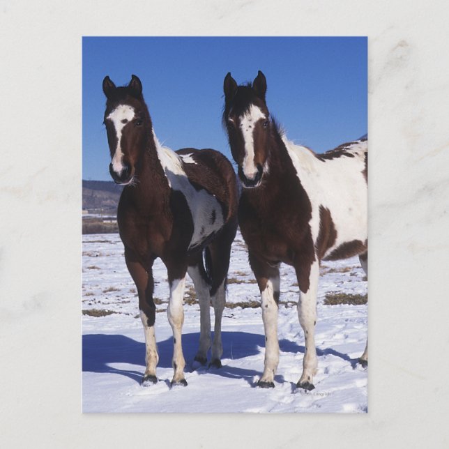 Carte Postale Chevaux de peinture debout dans la neige (Devant)