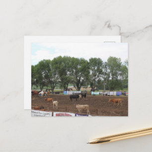 Carte Postale Chevaux de rodéo et taureaux