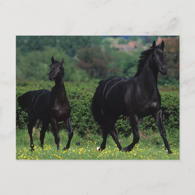 Carte Postale Chevaux de Thoroughbred en champ de fleurs (Devant)