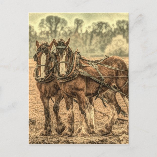 Carte Postale Chevaux d'élevage d'animaux de ferme primitifs de  (Devant)