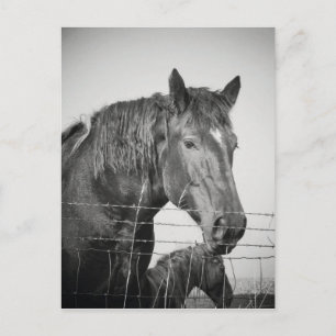 Carte Postale Chevaux derrière la clôture en noir et blanc