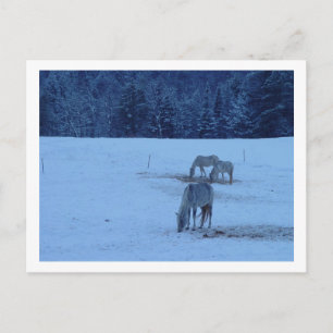 Carte postale Chevaux d'hiver bleu