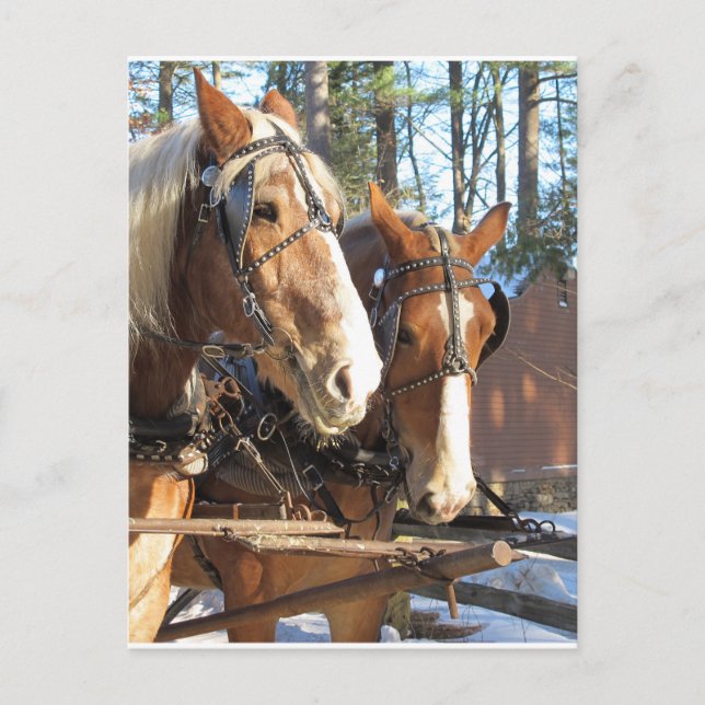 Carte Postale Chevaux d'hiver Sturbridge Village, Massachusetts (Devant)