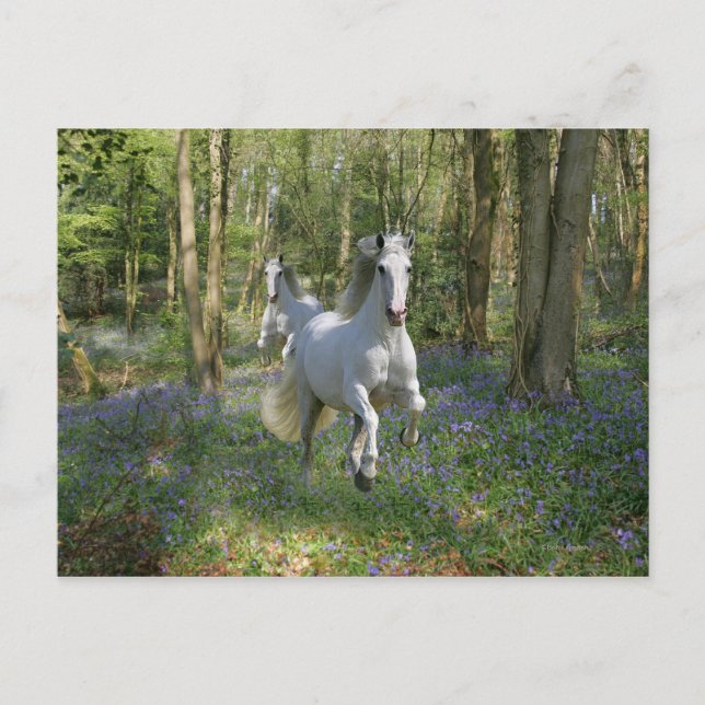 Carte Postale Chevaux d'Imaginaire : Bois de Bluebell (Devant)