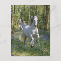 Chevaux d'Imaginaire : Bois de Bluebell
