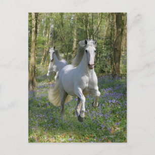 Carte Postale Chevaux d'Imaginaire : Bois de Bluebell