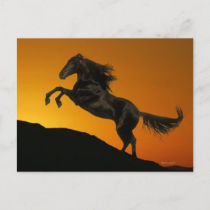 Carte Postale Chevaux d'Imaginaire : Coucher de soleil de montag