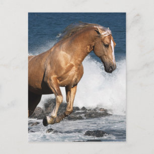 Carte Postale Chevaux d'Imaginaire : Été