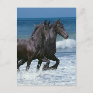 Carte Postale Chevaux d'Imaginaire : Friesians & Sea