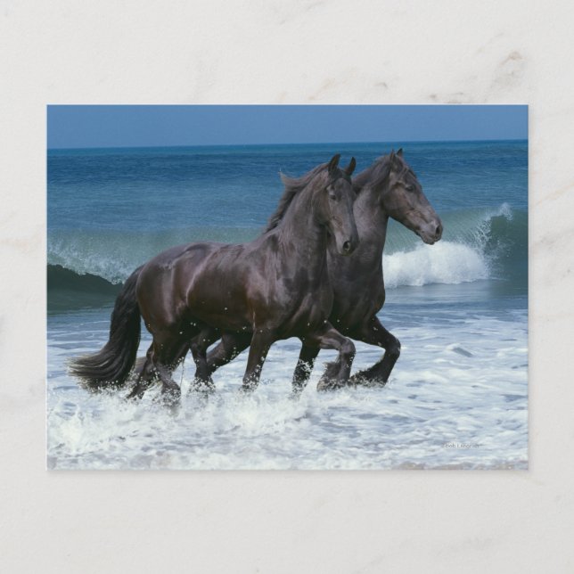 Carte Postale Chevaux d'Imaginaire : Friesians & Sea (Devant)