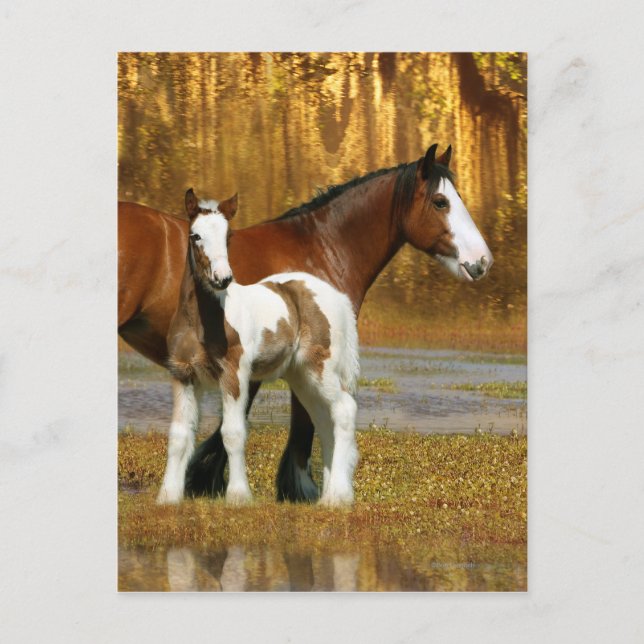 Carte Postale Chevaux d'Imaginaire : Mare & Foal (Devant)