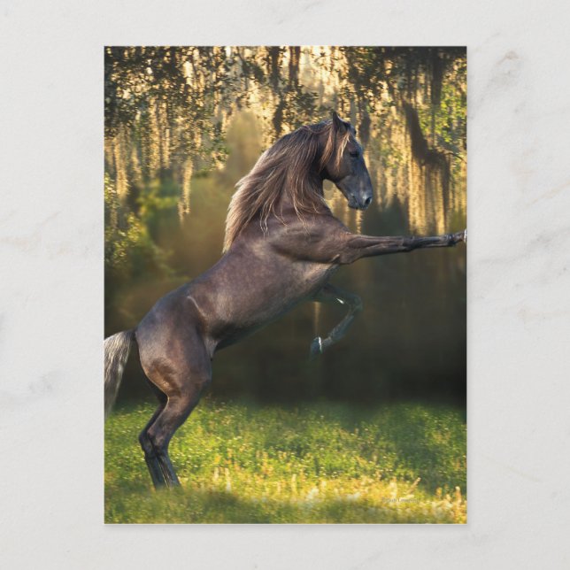 Carte Postale Chevaux d'Imaginaire : Prince Guerrier (Devant)