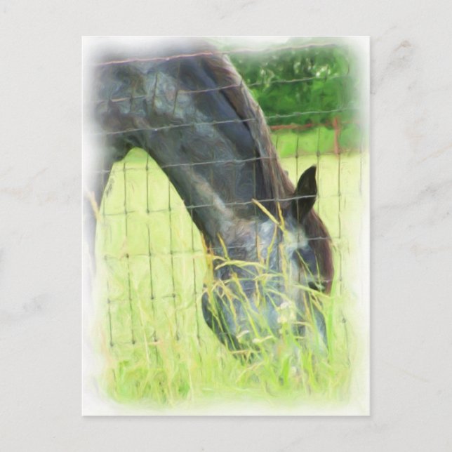 Carte Postale Chevaux d'Oklahoma 3 (Devant)