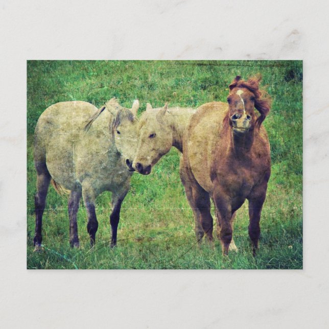 Carte Postale Chevaux drôle (Devant)