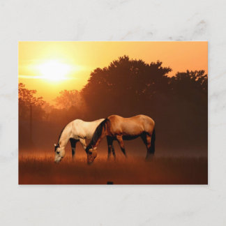 Carte Postale Chevaux du lever du soleil