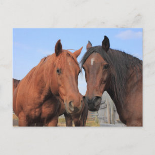 Carte Postale Chevaux du quart