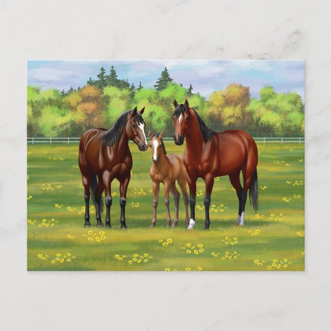 Carte Postale Chevaux Du Quartier De La Baie Brown Dans Les Pâtu (Devant)
