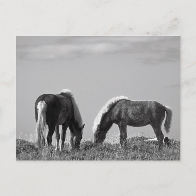 Carte Postale Chevaux en Baleine-fjord #2 (Devant)