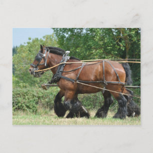 Carte Postale Chevaux en baudrier