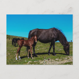 Carte Postale Chevaux en campagne