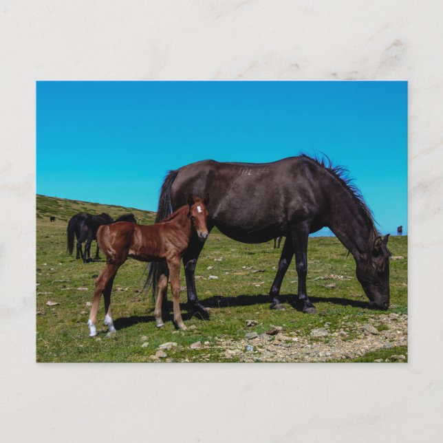 Carte Postale Chevaux en campagne (Devant)