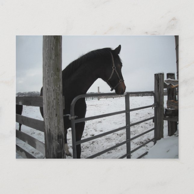 Carte Postale Chevaux en hiver (Devant)