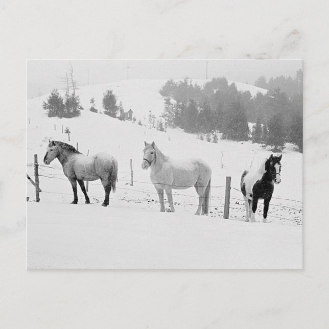 Carte Postale Chevaux En Hiver (Devant)