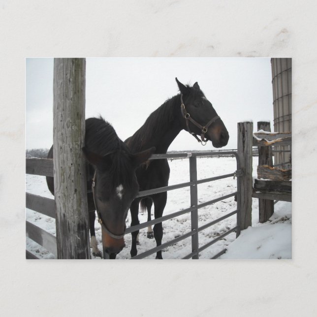 Carte Postale Chevaux en hiver (Devant)