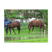 Chevaux en Icacos, Trinidad du Sud