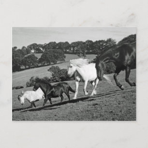 Carte Postale Chevaux En Jeu