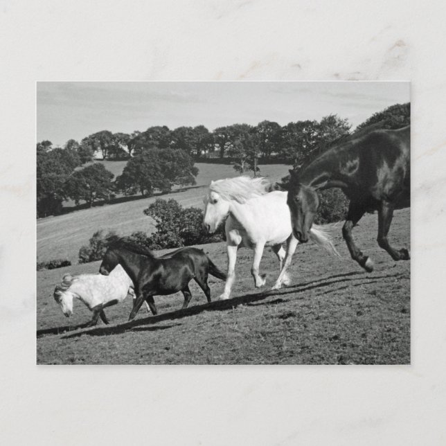 Carte Postale Chevaux En Jeu (Devant)