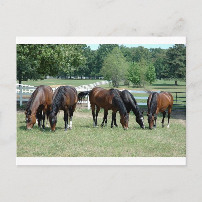 Carte Postale Chevaux en quarts (Devant)