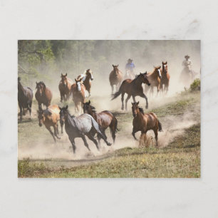 Carte Postale Chevaux en rafle, Montana