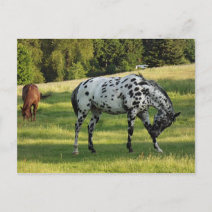 Carte Postale Chevaux en soirée