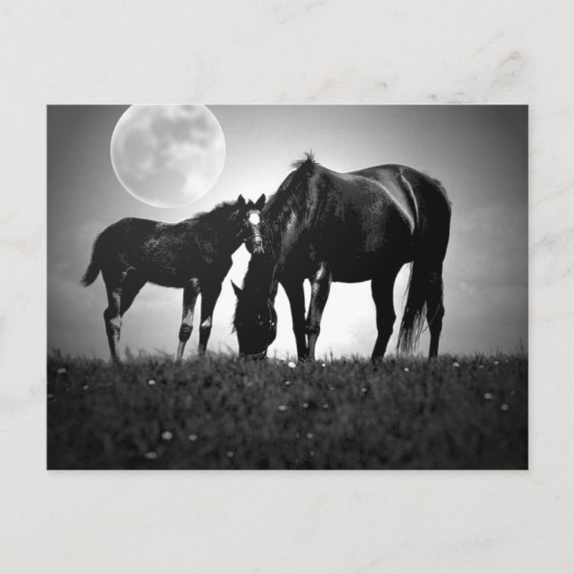 Carte Postale Chevaux et lune (Devant)