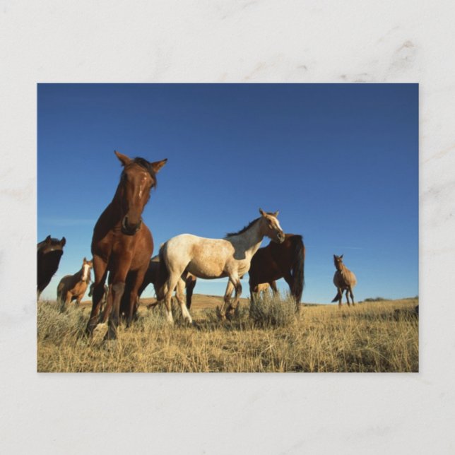Carte Postale Chevaux et ombres (Devant)