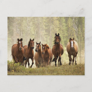 Carte Postale Chevaux franchissant une petite colline lors d'un