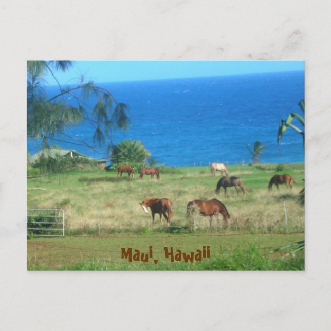 Carte Postale Chevaux hana (Devant)