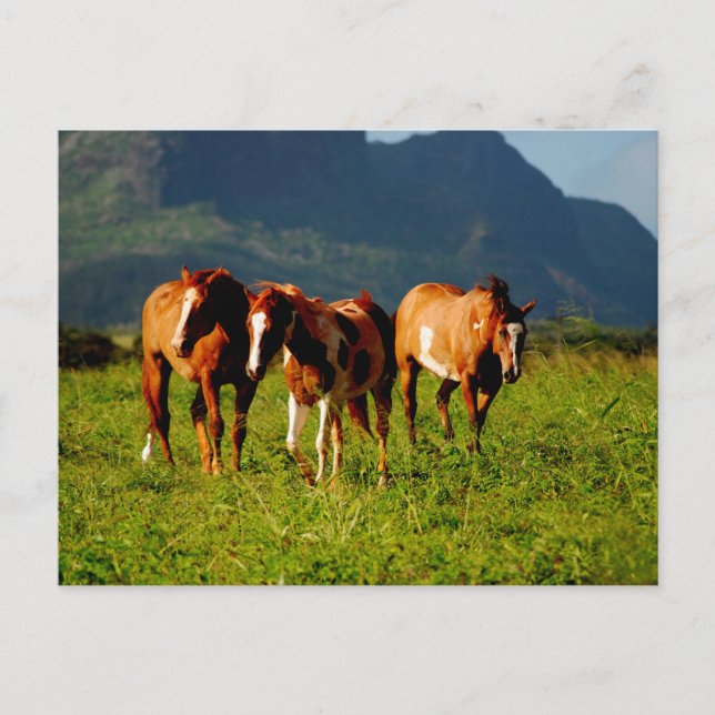 Carte Postale Chevaux hawaïens (Devant)