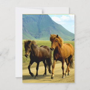 Carte Postale Chevaux islandais