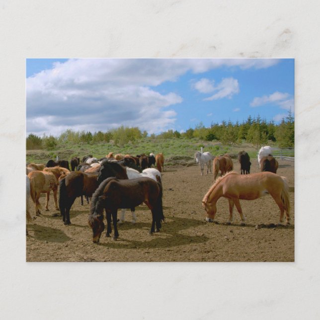 Carte Postale Chevaux islandais (Devant)