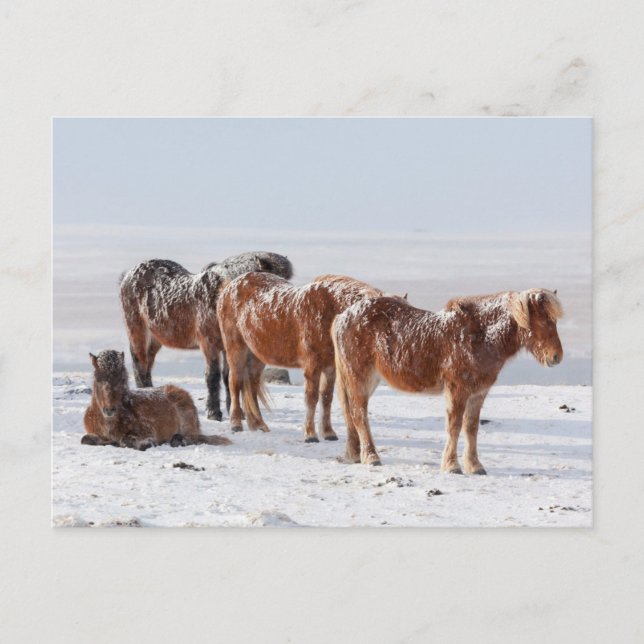 Carte Postale Chevaux islandais couverts de neige (Devant)