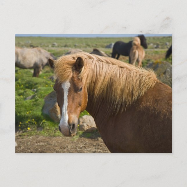 Carte Postale Chevaux islandais dans le nord-est de l'Islande (Devant)