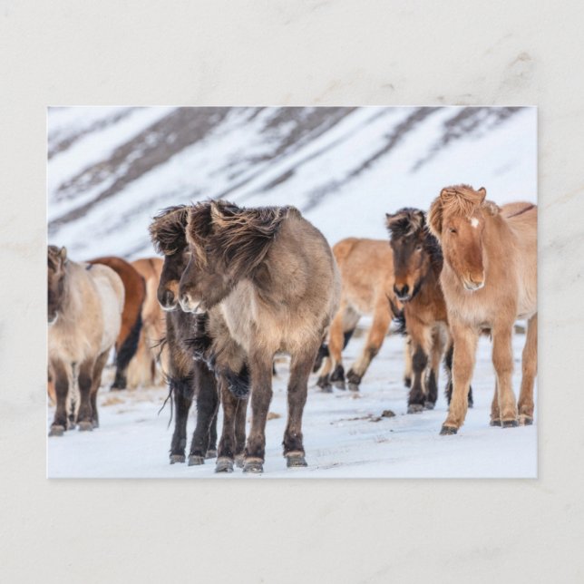 Carte Postale Chevaux islandais dans les pâturages d'hiver près  (Devant)