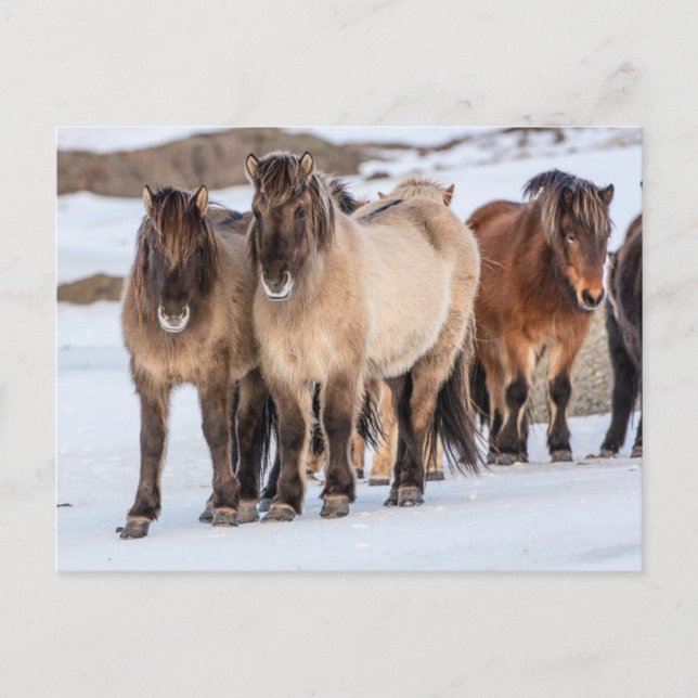 Carte Postale Chevaux islandais en hiver près de Hofn, Islande (Devant)