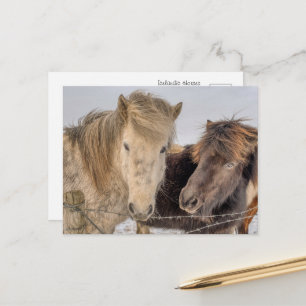 Carte Postale Chevaux islandais majestueux en hiver