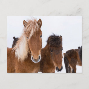 Carte Postale Chevaux Islandais mignons ensemble