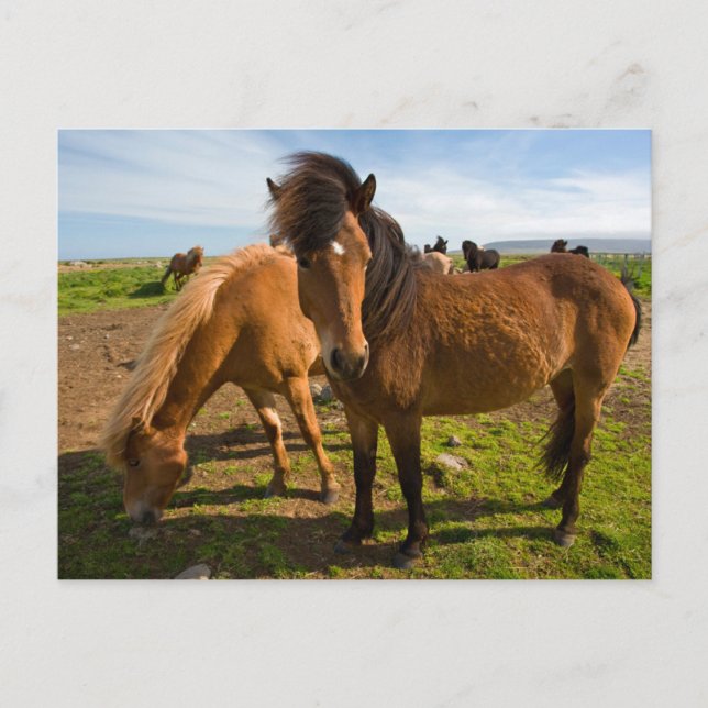 Carte Postale Chevaux islandais paissent (Devant)